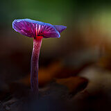 Glowing mushrooms
